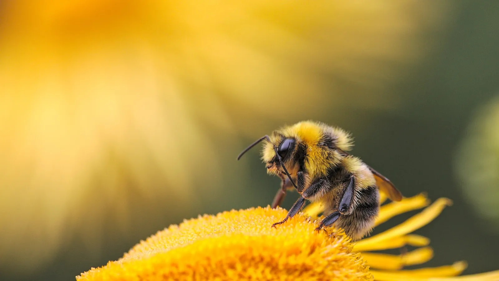 Bee & Wasp Sting Treatment and First Aid (Australia)