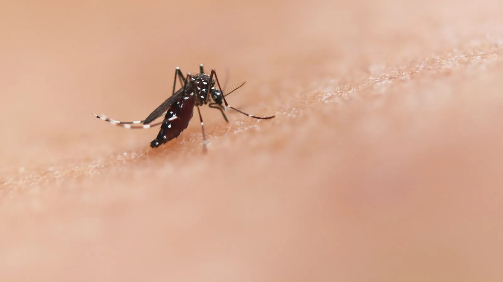 Insect Bites & Stings: Treatment & Prevention Guide (Australia)